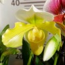 Орхидея Paphiopedilum hybrid   