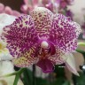 Орхидея Phalaenopsis Yolo (отцвел)