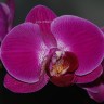 Орхидея Phalaenopsis Belline (отцвел)