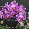 Орхидея Phal. Sogo Vivien 'SOGO F858', variegata & peloric (отцвёл)