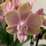 Орхидея Phalaenopsis multiflora  (отцвёл)
