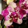 Орхидея Phalaenopsis Cleopatra 
