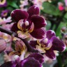 Орхидея Phalaenopsis Selina, multiflora (отцвел)