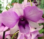 Орхидея Dendrobium Pink Bunny (отцвел)