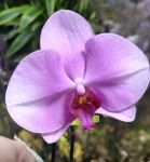 Орхидея Phal. Singolo Violet Pink (отцвел, УЦЕНКА)