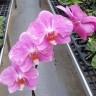 Орхидея Phal. Jiuhbao Pink Lady '485' peloric (еще не цвел)     