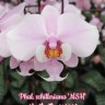 Орхидея Phalaenopsis schilleriana MSH (еще не цвёл)