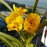 Орхидея Vanda (отцвела) 