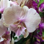 Орхидея Phalaenopsis Big Lip (цветет, УЦЕНКА)  