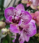 Орхидея Phalaenopsis big lip, midi