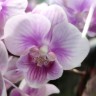 Орхидея Phalaenopsis Big Lip, multiflora   