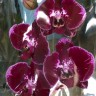 Орхидея Phalaenopsis Lioulin Bright Violet (отцвел)