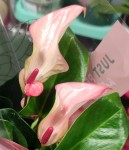 Anthurium Pearl Matata (деленка без цветков)