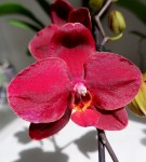 Орхидея Phalaenopsis Ola 