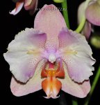 Орхидея Phalaenopsis  Legato 