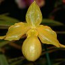 Орхидея Paphiopedilum Golddollar