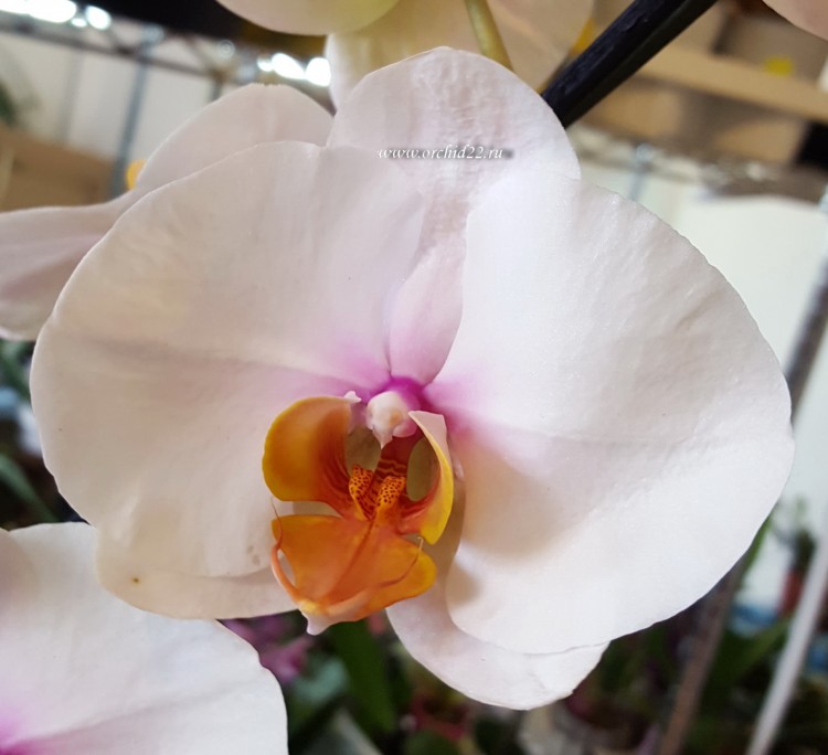 Орхидея Phalaenopsis Eye Catcher (отцвел)       