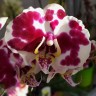 Орхидея Phalaenopsis (отцвёл)     