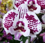 Орхидея Phalaenopsis Big Lip (еще не цвел)