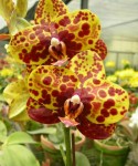 Орхидея Phalaenopsis Haur Jin Princess (еще не цвел)