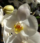 Орхидея Phalaenopsis Oxford (отцвёл)