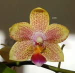 Орхидея Phalaenopsis Lucky Star, multiflora