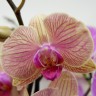 Орхидея Phalaenopsis (отцвел)   
