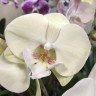 Орхидея Phalaenopsis Big Lip (отцвел)     