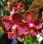 Орхидея Phal. Perfume Phoenix peloric, multiflora (отцвел, РЕАНИМАШКА)