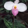Орхидея Paphiopedilum delenatii 