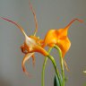 Орхидея Masdevallia  (отцвела)