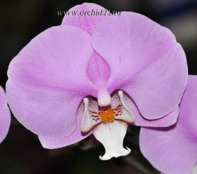 Орхидея Phalaenopsis Luxor (отцвел)
