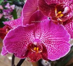 Орхидея Phalaenopsis                