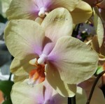 Орхидея Phalaenopsis Malmo   