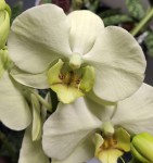 Орхидея Phalaenopsis Lemongrass