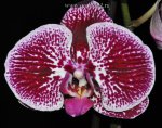 Орхидея Phalaenopsis Drama Queen