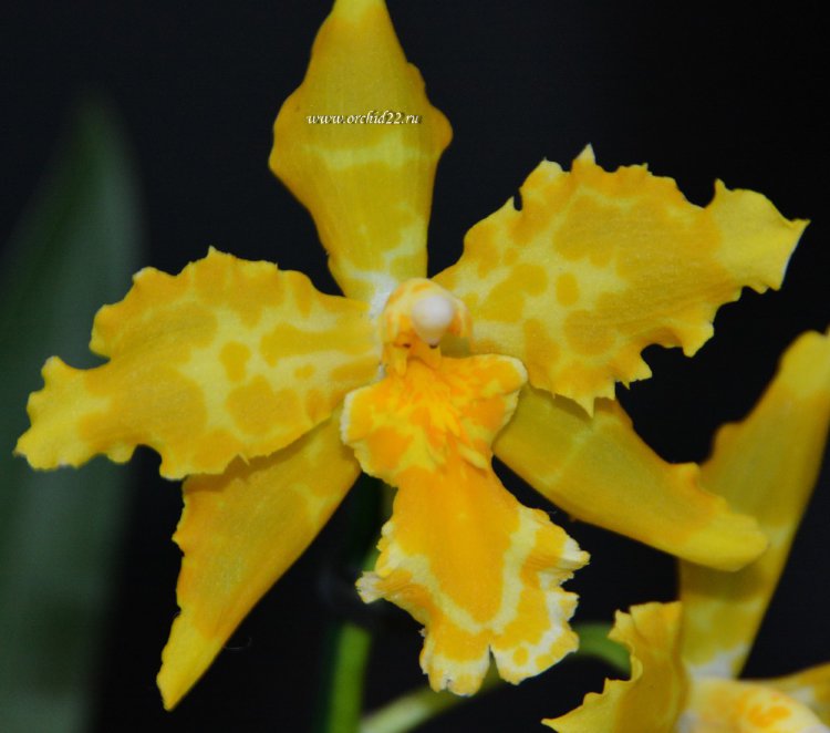 Орхидея Odontoglossum Geyser Gold (отцвёл)