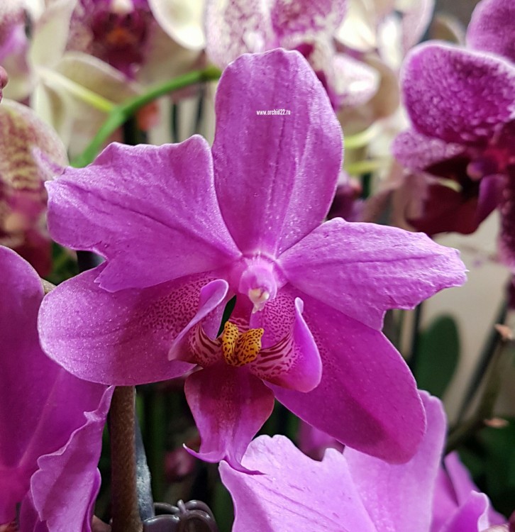 Орхидея Phalaenopsis Pasadena (отцвел)