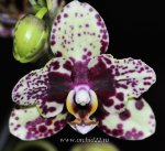 Орхидея Phalaenopsis Scrabble (отцвёл)