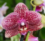 Орхидея Phalaenopsis Asian Dragon