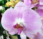 Орхидея Phalaenopsis Tession (отцвёл)