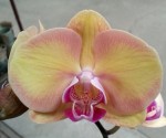 Орхидея Dtps Amber Princess (отцвел)