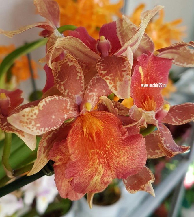 Орхидея Cambria    