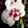 Орхидея Phalaenopsis Cherion 
