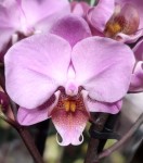 Орхидея Phalaenopsis multiflora  (отцвёл) 
