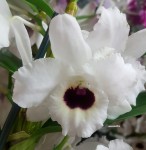 Орхидея Dendrobium nobile 'Dark Eye' 