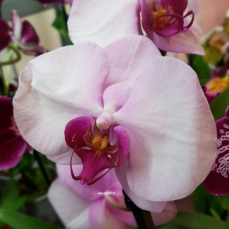 Орхидея Phalaenopsis Scroppino (отцвел, РЕАНИМАШКА)