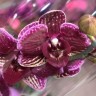 Орхидея Phalaenopsis multiflora (отцвёл, РЕАНИМАШКА) 