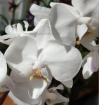 Орхидея Phalaenopsis White Glow, multiflora 