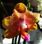 Орхидея Phalaenopsis Naranja Orange